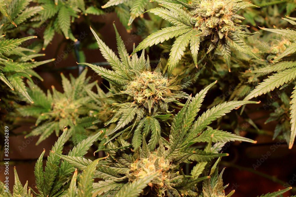 cannabis marijuana cannabis marijuana