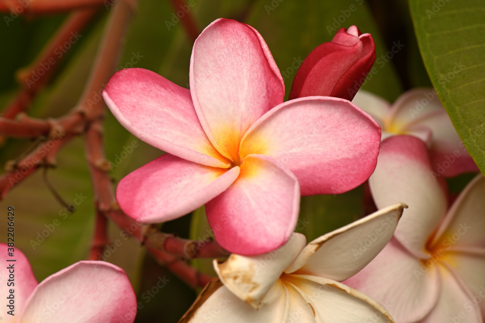 Plumeria rubra flower Plumeria rubra flower