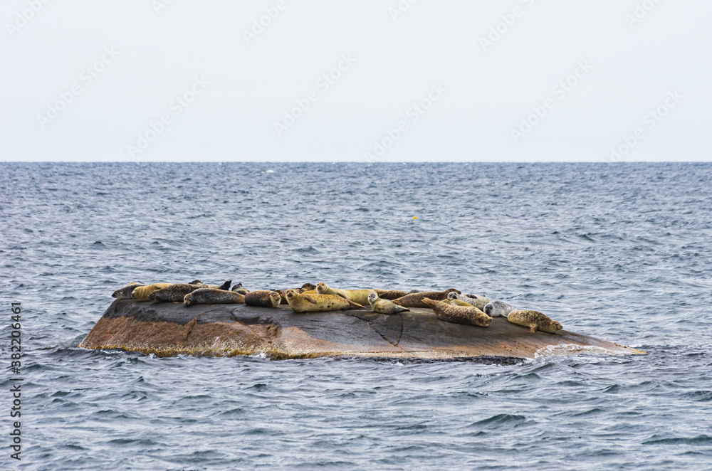 Fototapeta premium Colony Of Seals On Rocky Island - Colony of seals on a rocky island in the archipelago off Lysekil, Bohuslan, Vastra Gotaland County, Sweden.