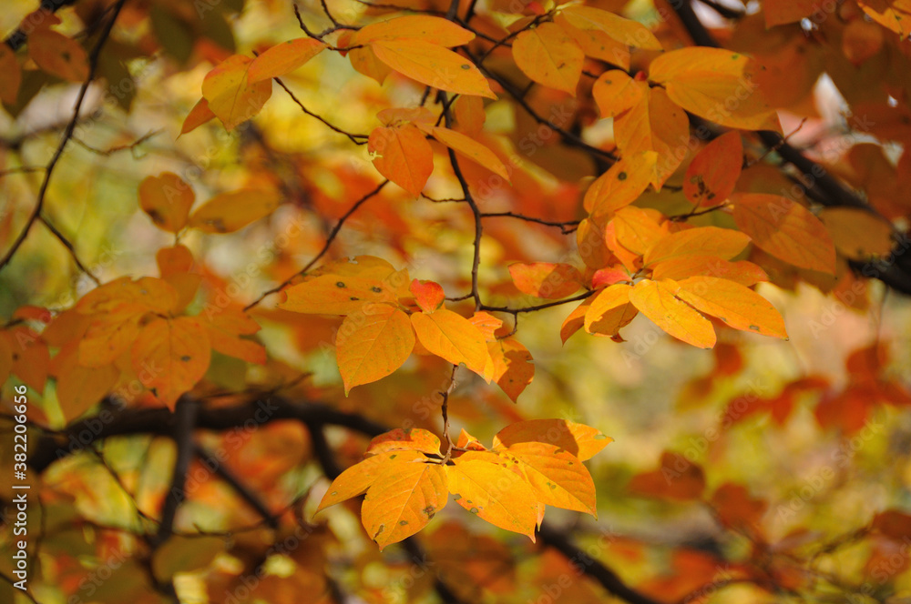 柿の葉の紅葉