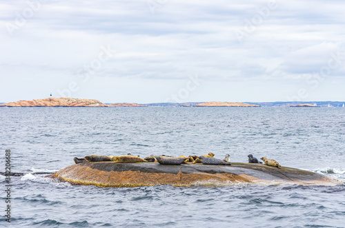 Colony Of Seals On Rocky Island - Colony of seals on a rocky island in the archipelago off Lysekil, Bohuslan, Vastra Gotaland County, Sweden.