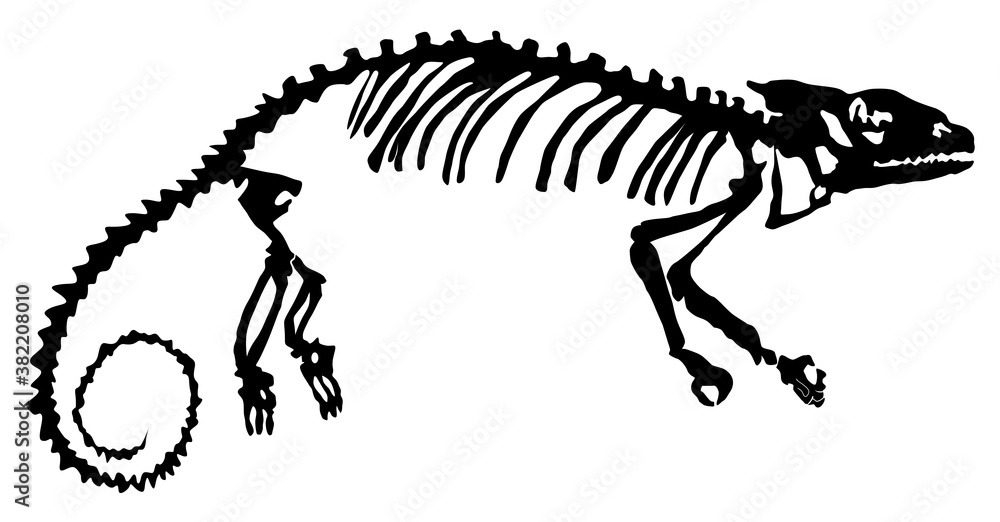 Fototapeta premium silhouette of the skeleton of the chameleon