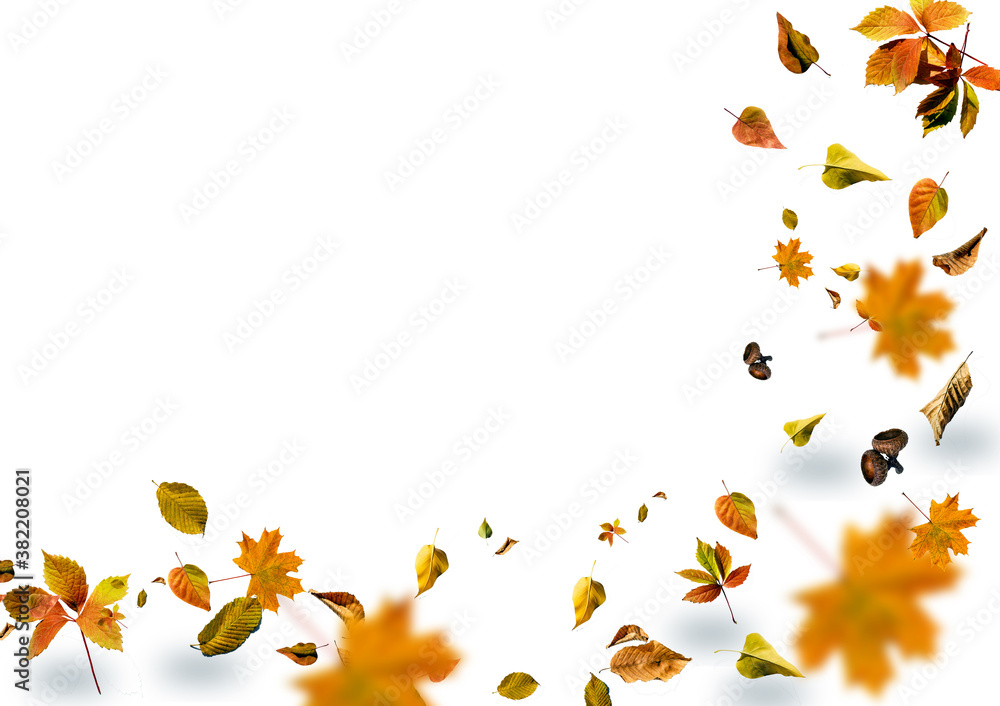 autumn maple leaf isolated on white background autumn maple leaf isolated on white background