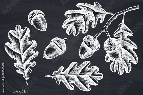 Vector set of hand drawn chalk oak