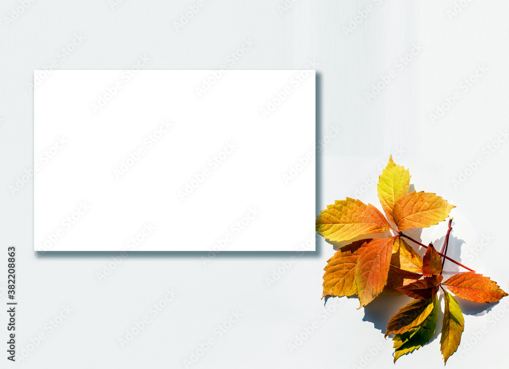 Obraz premium Fall Maple Leaves Border with White Background