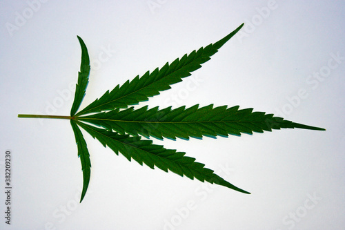 cannabis leaf background