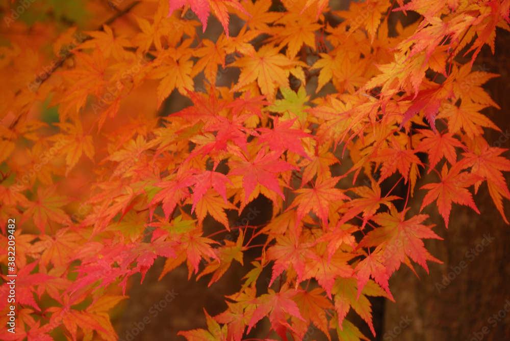 紅葉 紅葉