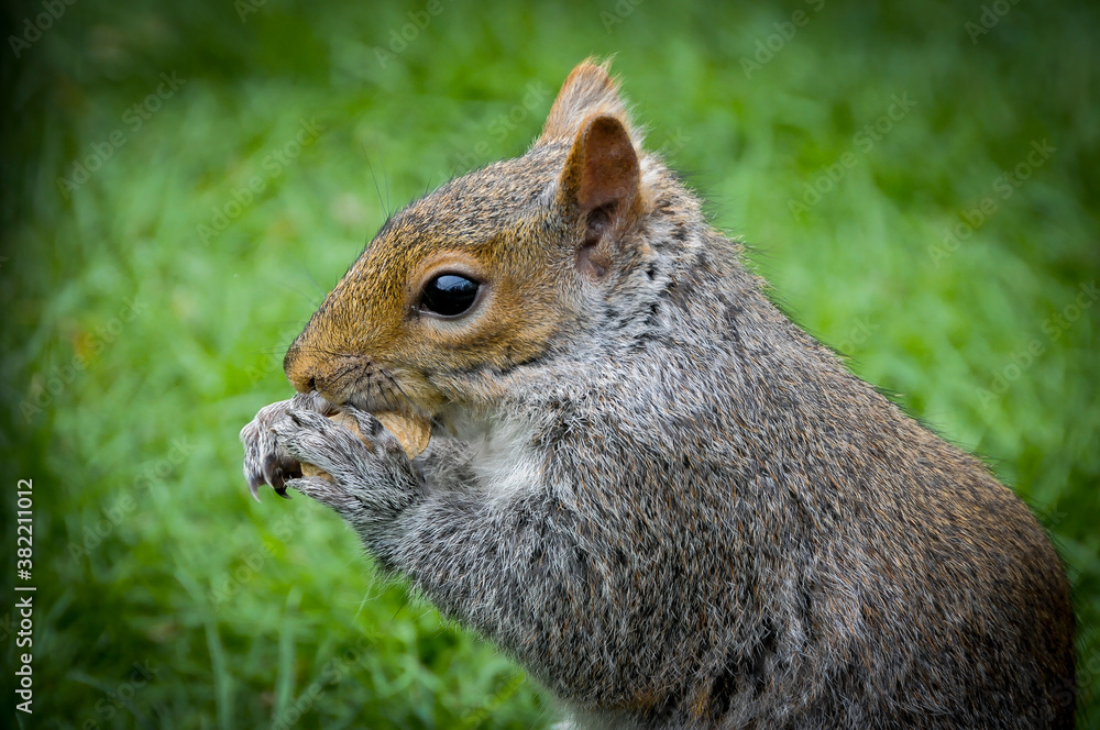 Obraz premium squirrel in the park