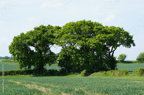 Tree, blue sky, spring in UK, taken in Suffolk in May 2020