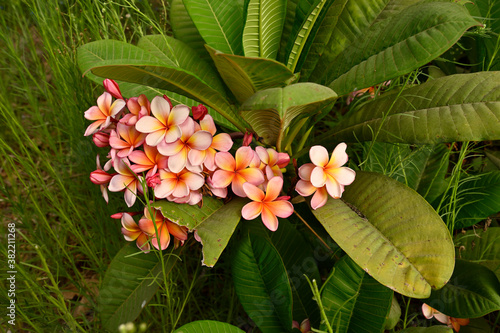 flowering plant Plumeria rubra  This fragrance is similar to that of rose, citrus, and cinnamon
