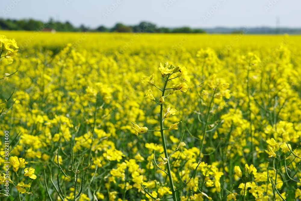 Rapeseed fields in flower, Suffolk, UK. 2020 Rapeseed fields in flower, Suffolk, UK. 2020