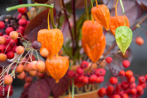 Autumn background. Bouquet of rowan and physalis
