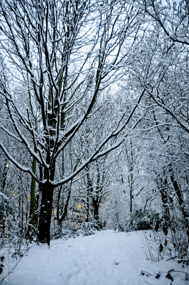 trees in snow trees in snow