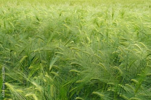 Barley field