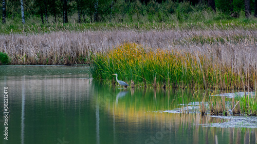 Gray heron in the pond 