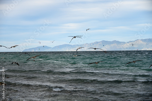 Flying pelicans with outstretched wings captured on mountain background with kite surfers in La Ventana in Baja California Mexico