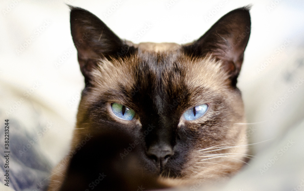 Retrato de gata siamés con ojos azules mirando a la cámara.