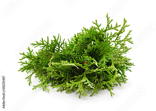 Green branches of pine.