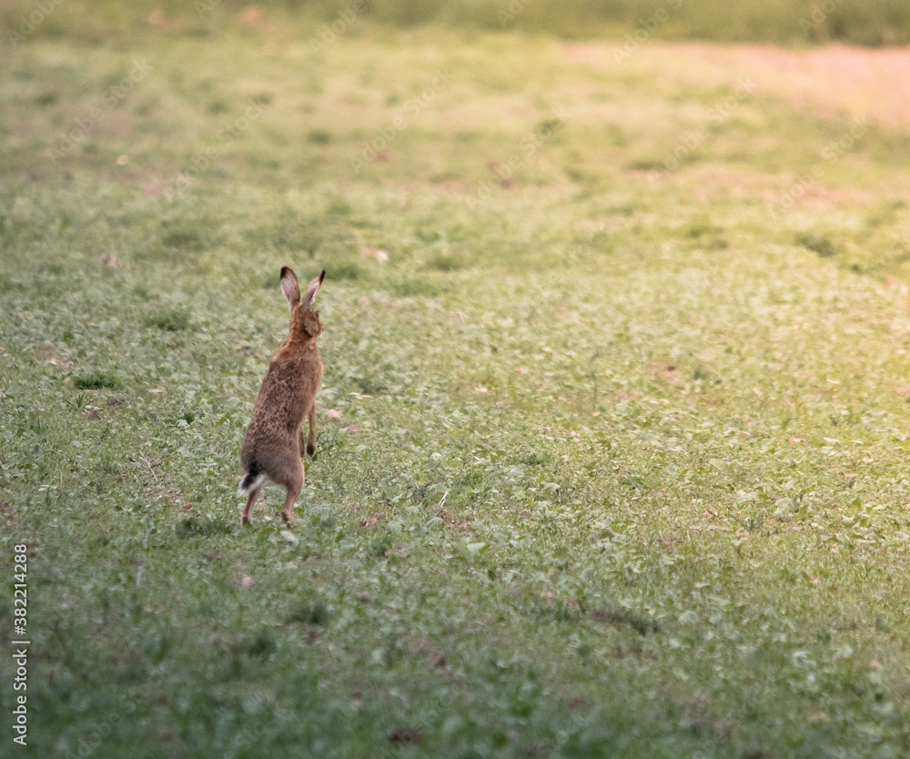 Fototapeta premium 1