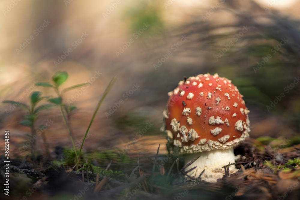 Amanita muscaria, commonly known as the fly agaric or fly amanita. Amanita muscaria, commonly known as the fly agaric or fly amanita.