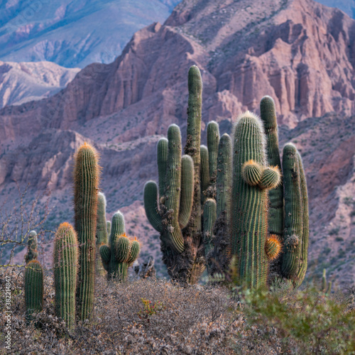 CARDON DE LA PUNA or CARDON DE LA SIERRA Echinopsis atacamensis. Tilcara. Jujuy province in northwestern Argentina. South America America. UNESCO WORLD HERITAGE SITE