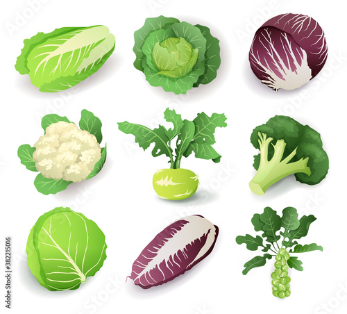 Set with different kinds of cabbage, isolated on white background. Cruciferous vegetables cartoon vector illustration collection.