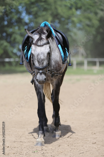 Close up of a grey colored saddle horse during training outdoors