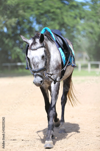 Close up of a grey colored saddle horse during training outdoors