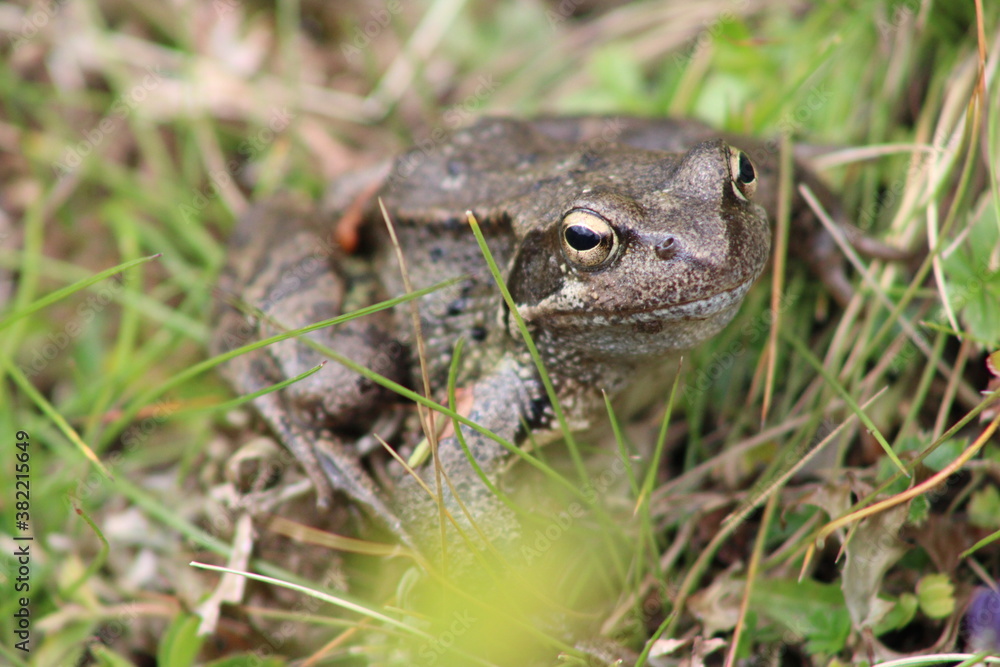 Frog sitting on a meadow Frog sitting on a meadow