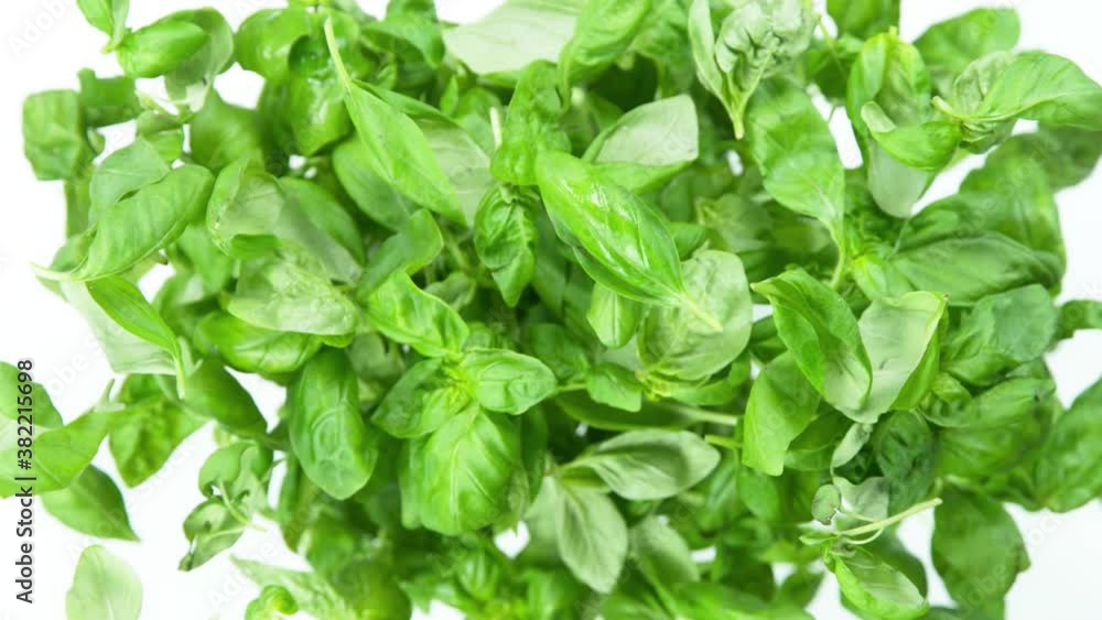 Super Slow Motion Shot of Flying Fresh Basil Leaves Towards Camera at 1000fps. Super Slow Motion Shot of Flying Fresh Basil Leaves Towards Camera at 1000fps.
