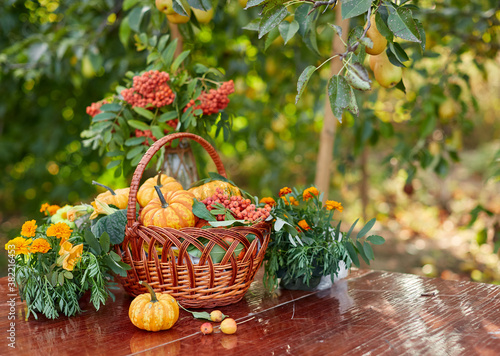 Table setting on a rustic farmhouse country table with beautiful autumn decorand with basket mini pumpkins and rowan branches for Thanksgiving Day or Halloween