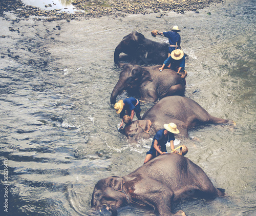 Washing elephants in the river