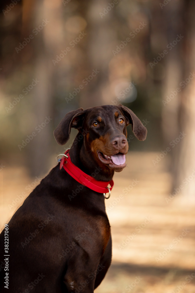 Beautiful Doberman dog with a pine forest
