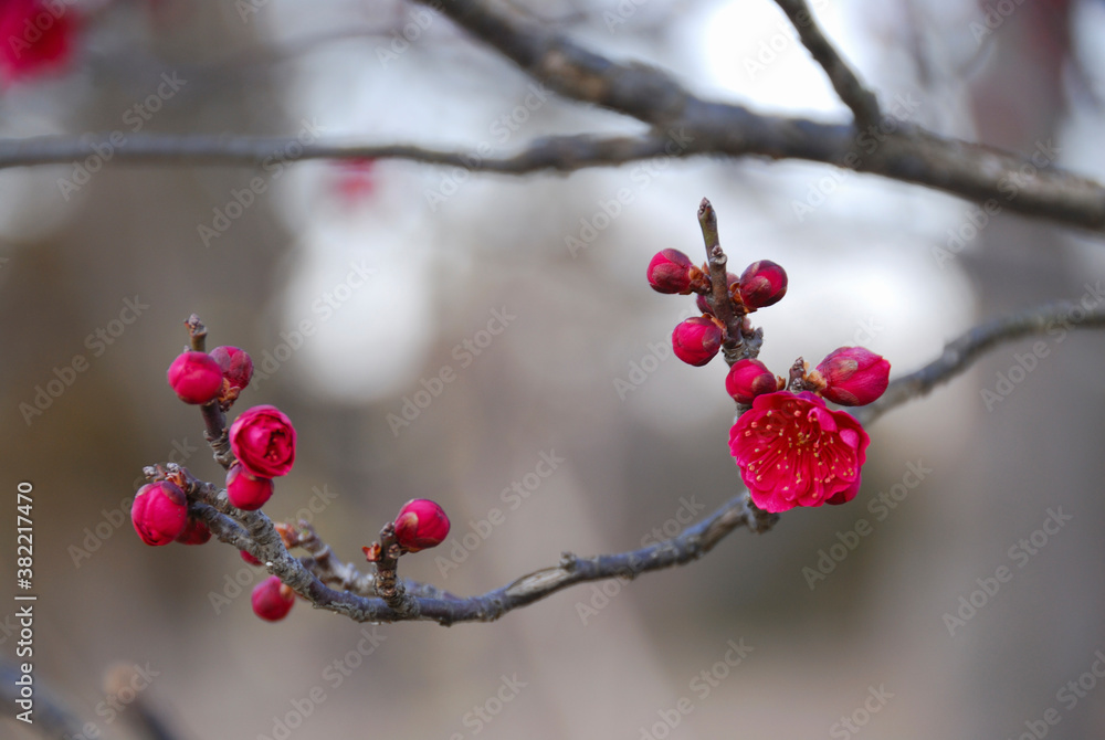 紅梅 紅梅