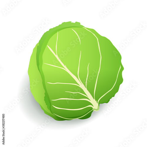 Green cabbage icon isolated, fresh farm organic healthy food, vegetable, vector illustration