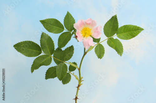 Tableau sur toile Dog rose against sky