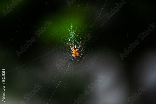 spider on web © Erika