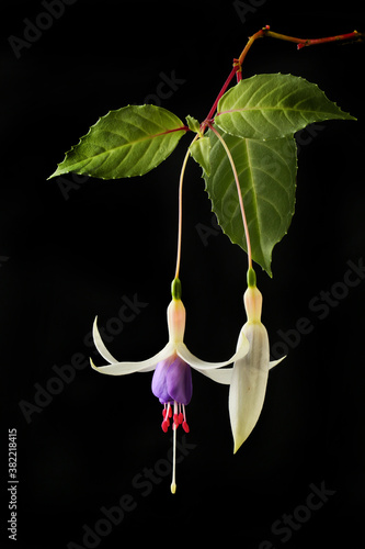 Fuschia against black
