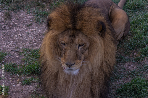 Fototapeta Naklejka Na Ścianę i Meble -  The lion lies on the grass and proudly looks forward. The lion (Panthera leo) is a species in the family Felidae. Typically, the lion inhabits grasslands and savannas, but is absent in dense forests.