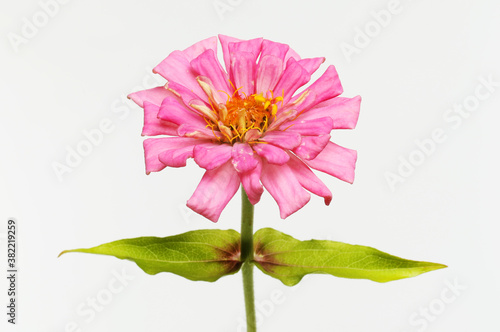 Pink zinnia flower