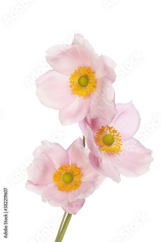 Three anemone flowers