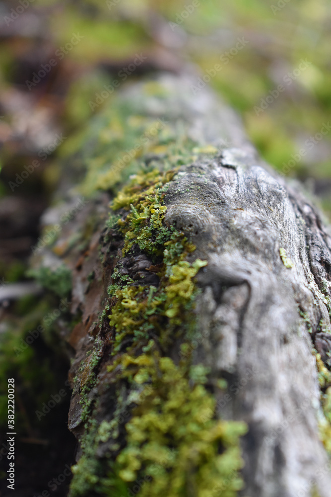 moss on tree trunk