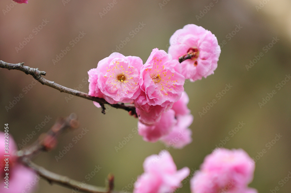 八重の梅 八重の梅