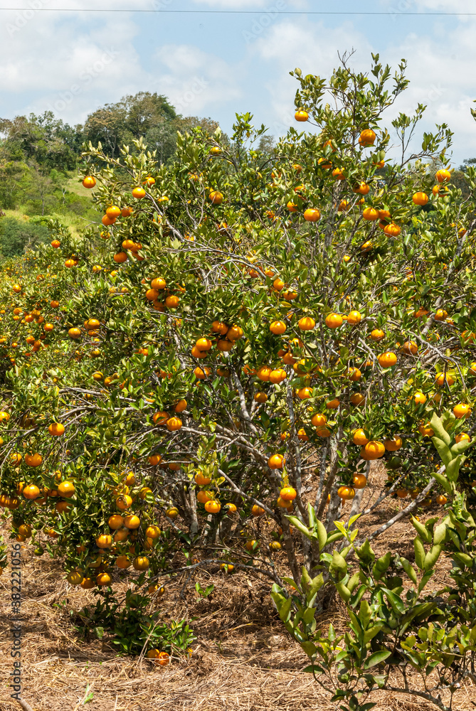 Agriculture. Tangerine cultivation in Matinhas, Paraiba, Brazil on September 25, 2011. Agriculture. Tangerine cultivation in Matinhas, Paraiba, Brazil on September 25, 2011.