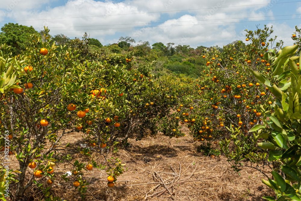 Agriculture. Tangerine cultivation in Matinhas, Paraiba, Brazil on September 25, 2011.