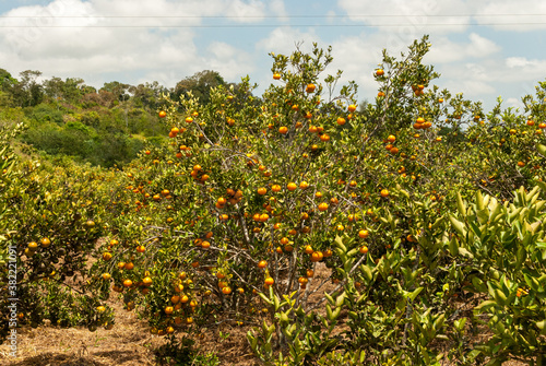 Agriculture. Tangerine cultivation in Matinhas, Paraiba, Brazil on September 25, 2011.