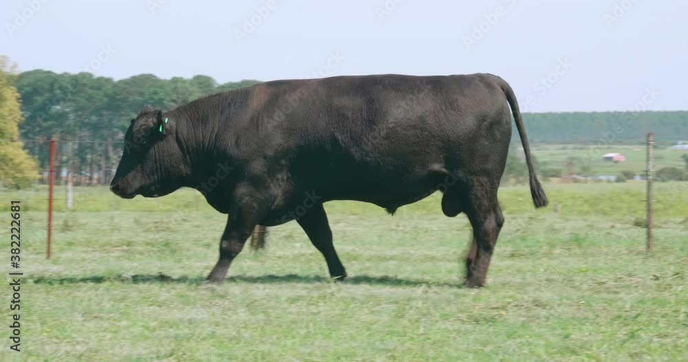 Big Angus bull walking on a farm with green fields. Big Angus bull walking on a farm with green fields.
