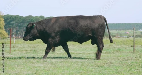 Big Angus bull walking on a farm with green fields.
