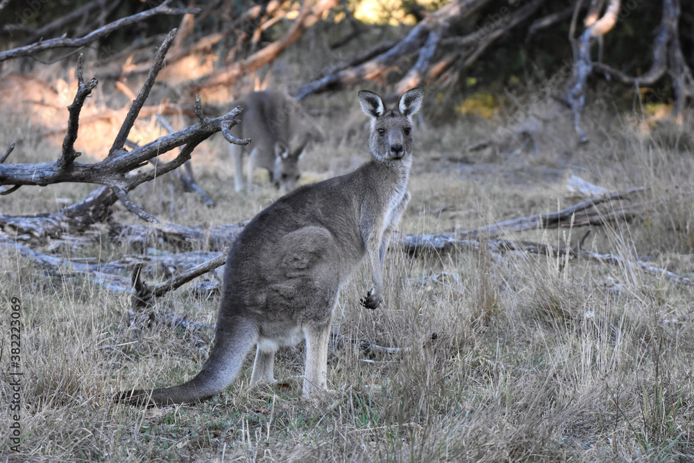 Eastern grey kangaroo at at Westerfolds Park near Melbourne, Australia Eastern grey kangaroo at at Westerfolds Park near Melbourne, Australia