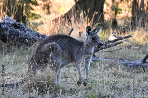 Eastern grey kangaroo at at Westerfolds Park near Melbourne  Australia